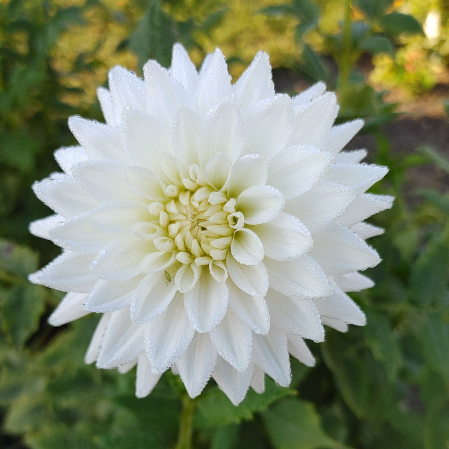 Clearview Tammy - UGLY BULK 5 Tubers