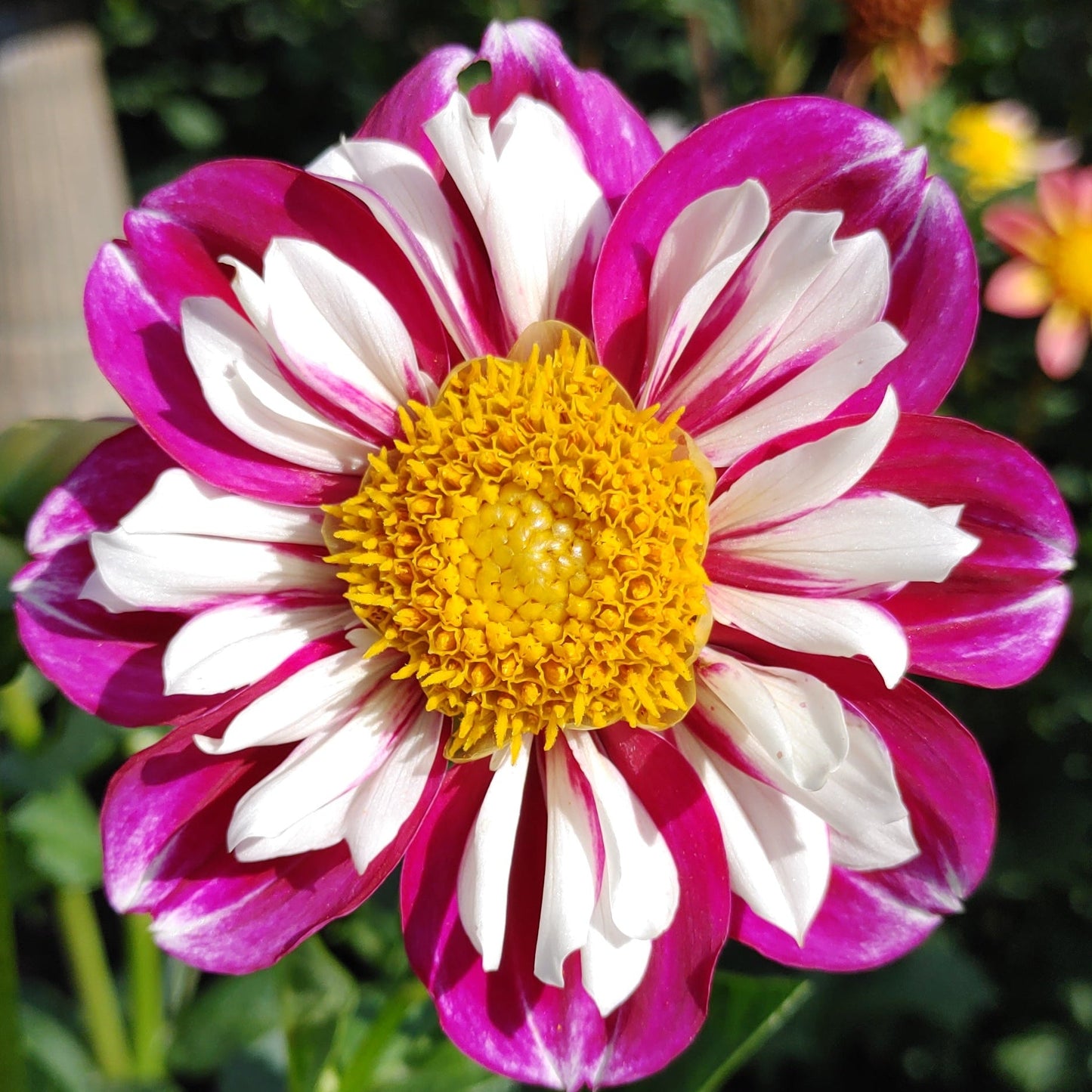 A close-up image of a Bumble Rumble dahlia flower with white and pink petals and a yellow center.