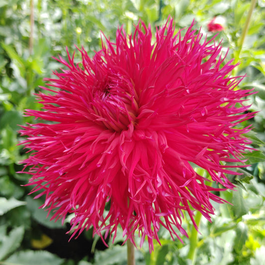 Allen's String Theory