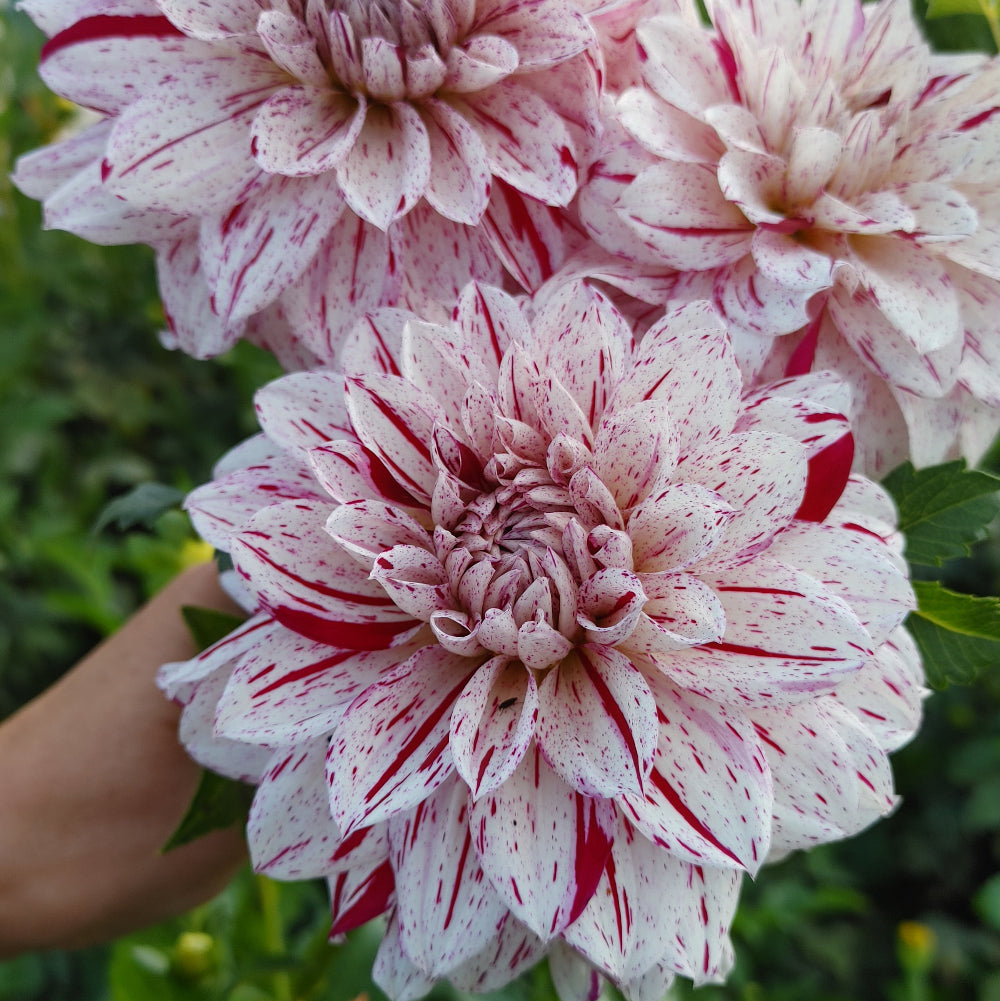 white dahlia with raspberry colored flecks throughout