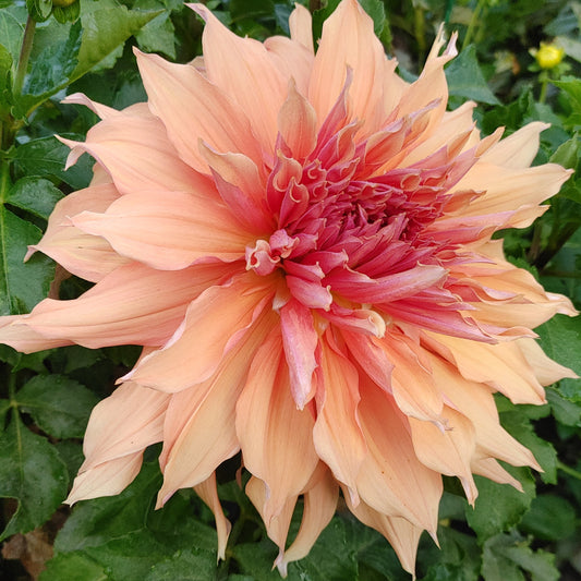 Sherwood Peach