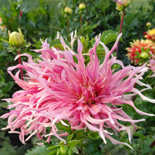 Hollyhill Shaggy Dog