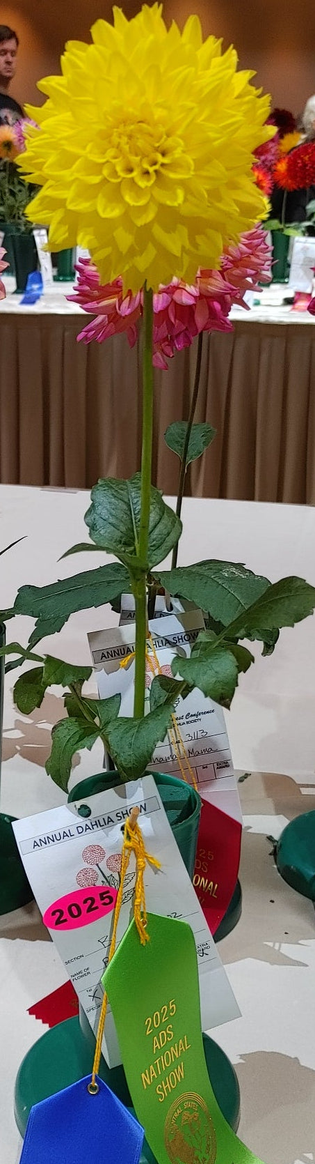 Floral arrangement with ribbons and certificates on a table