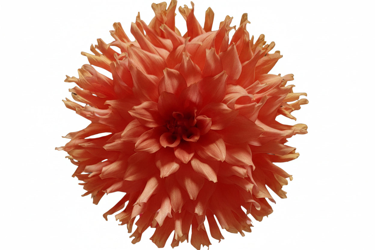 Close-up of a large orange flower with a gray background