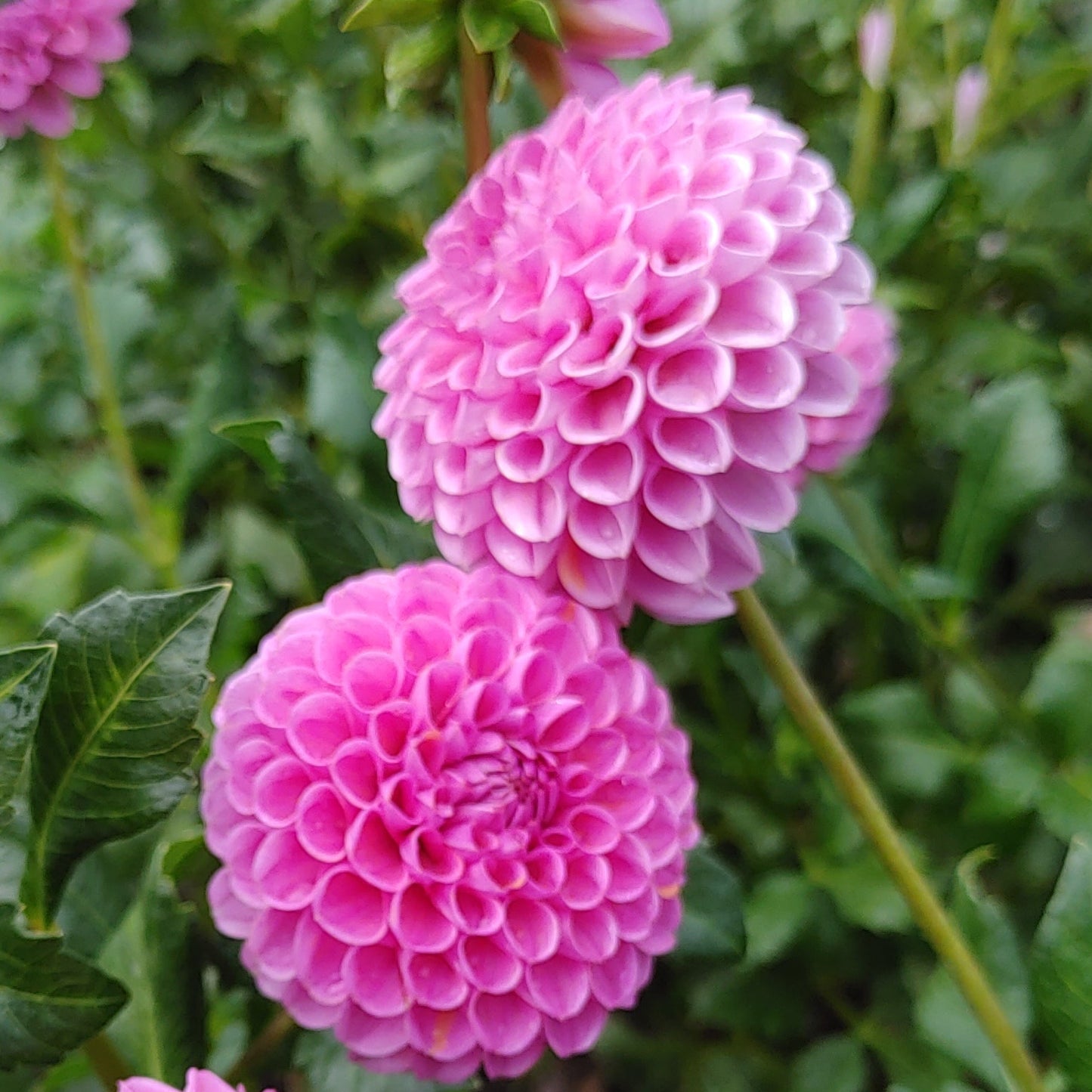 Pink dahlias with green leaves in a garden setting