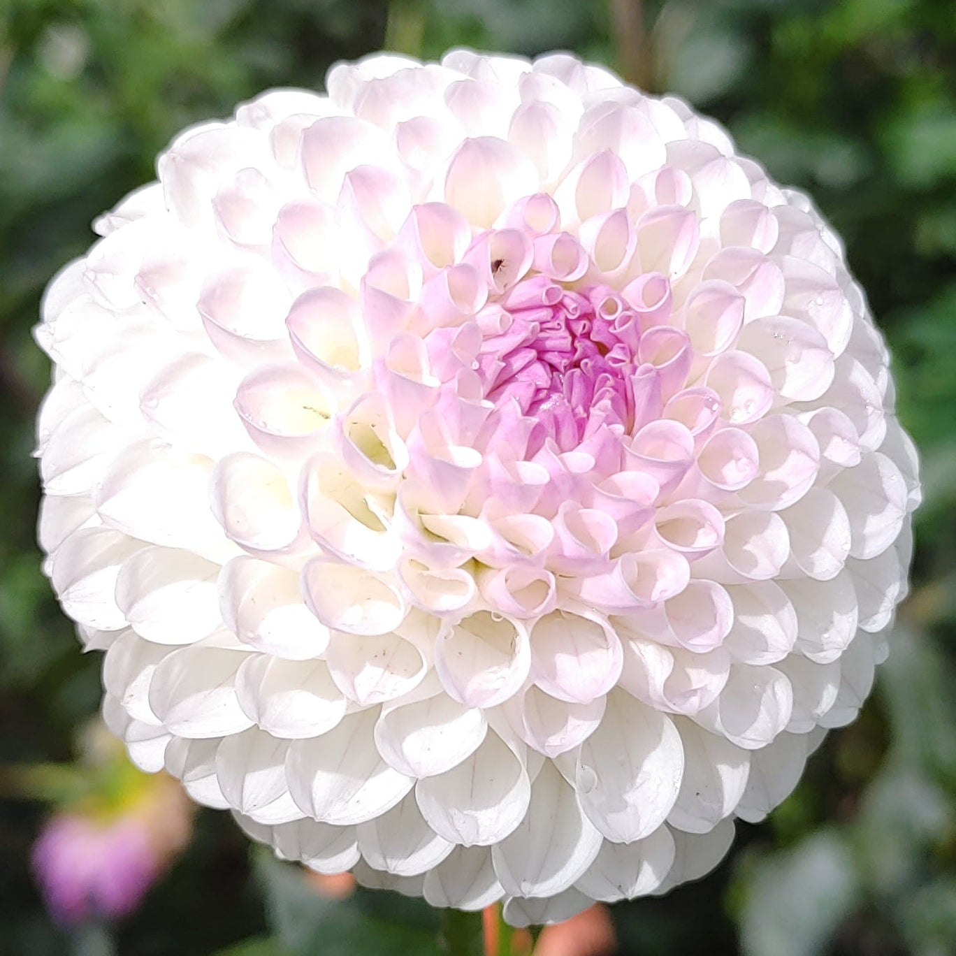 Hollyhill Miss White