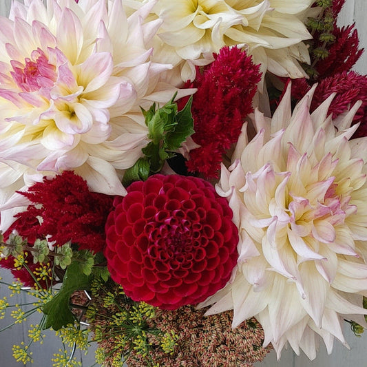 bouquet of red and white dahlias
