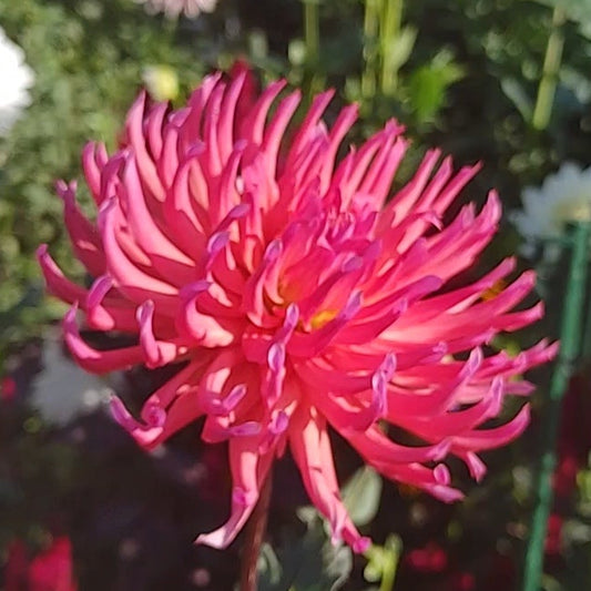 Close-up of a vibrant pink flower amidst other flowers and greenery