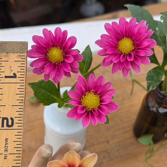 Floral arrangement on a wooden surface with a ruler for scale.