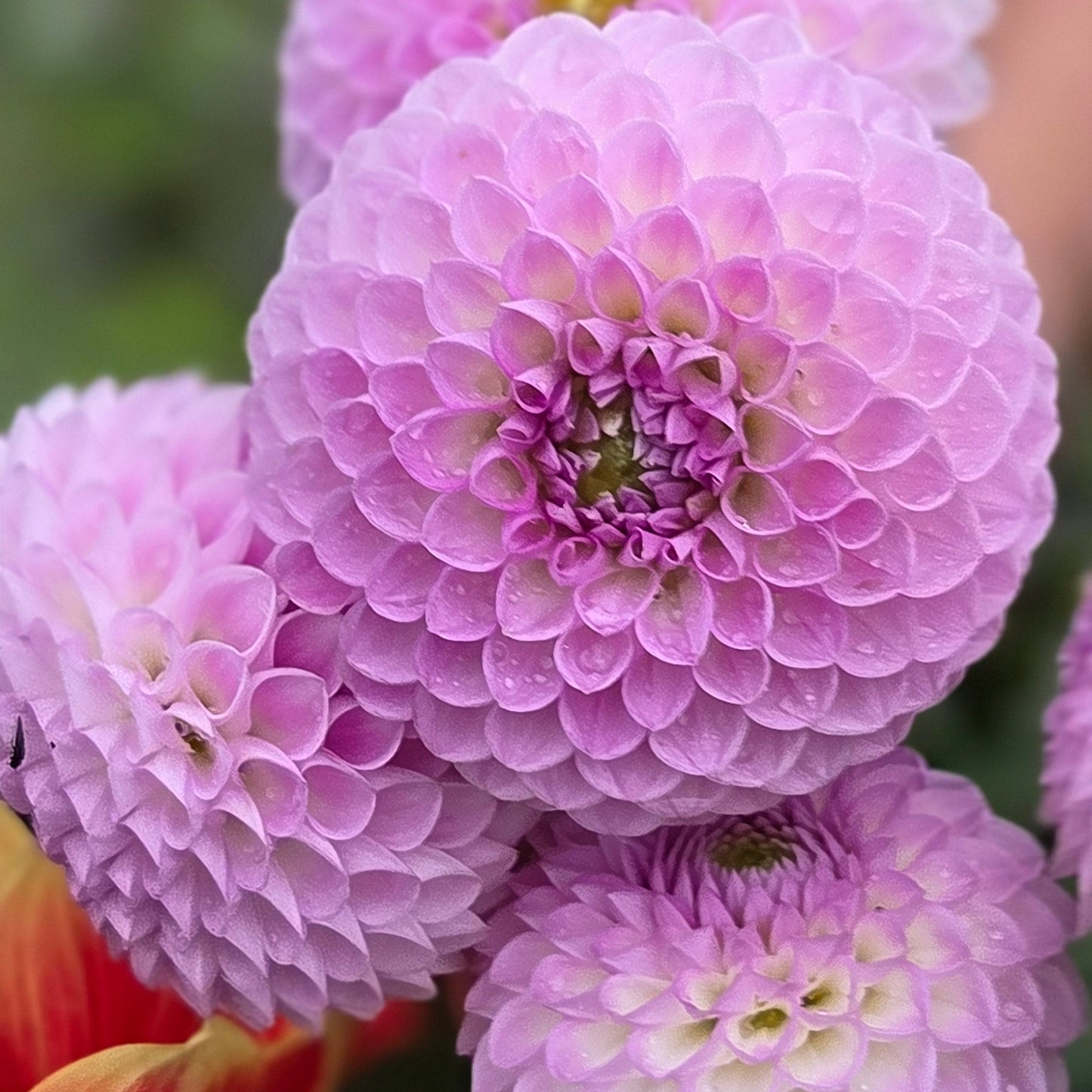 Westerton Ella Grace