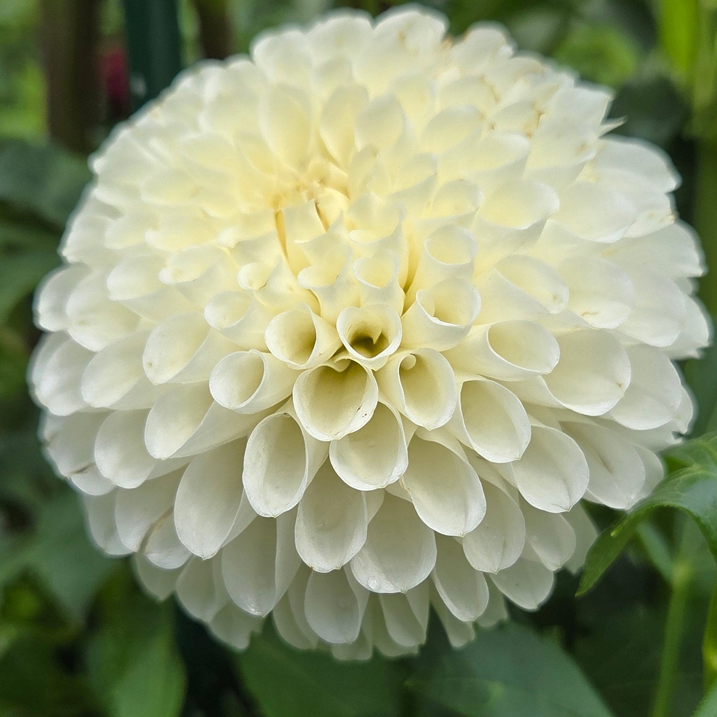 A close-up of a large cream-white dahlia flower in full bloom, surrounded by green garden foliage.