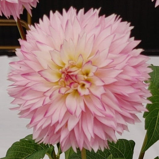 Hollyhill Pinkie