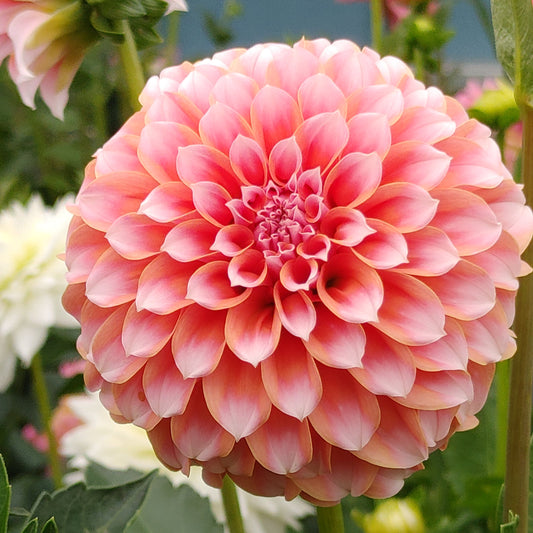Peaches N Cream