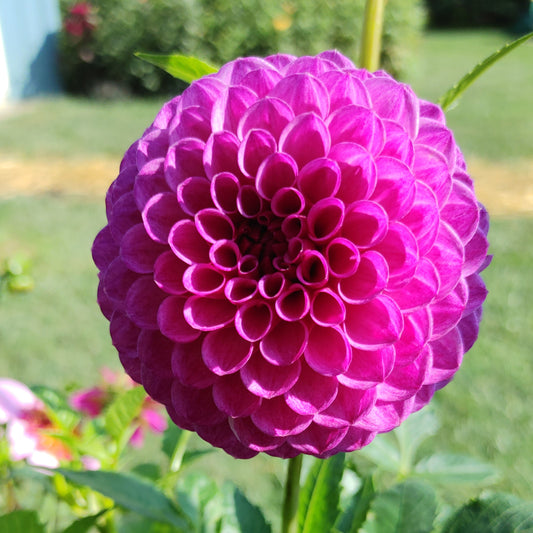 Robann Royal