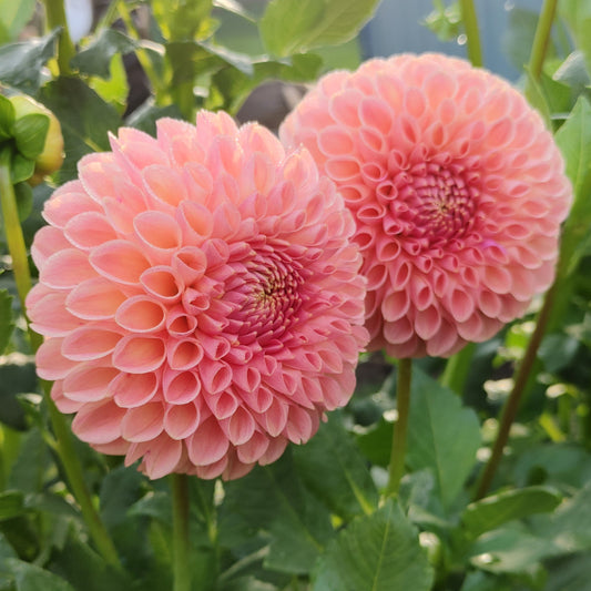 Clearview Peachy