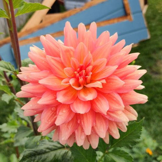 Eagle's Coral Baskin