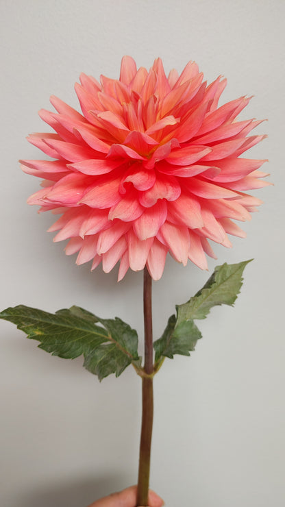 Eagle's Coral Baskin