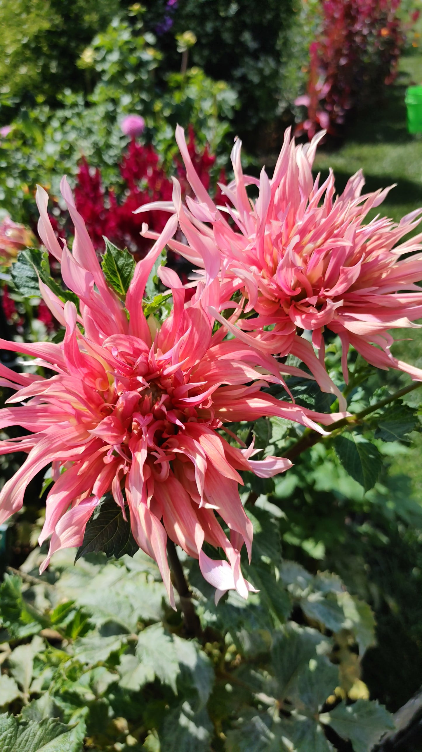 Hollyhill Shaggy Dog