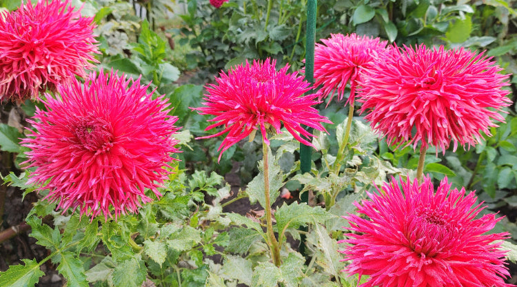 Allen's String Theory