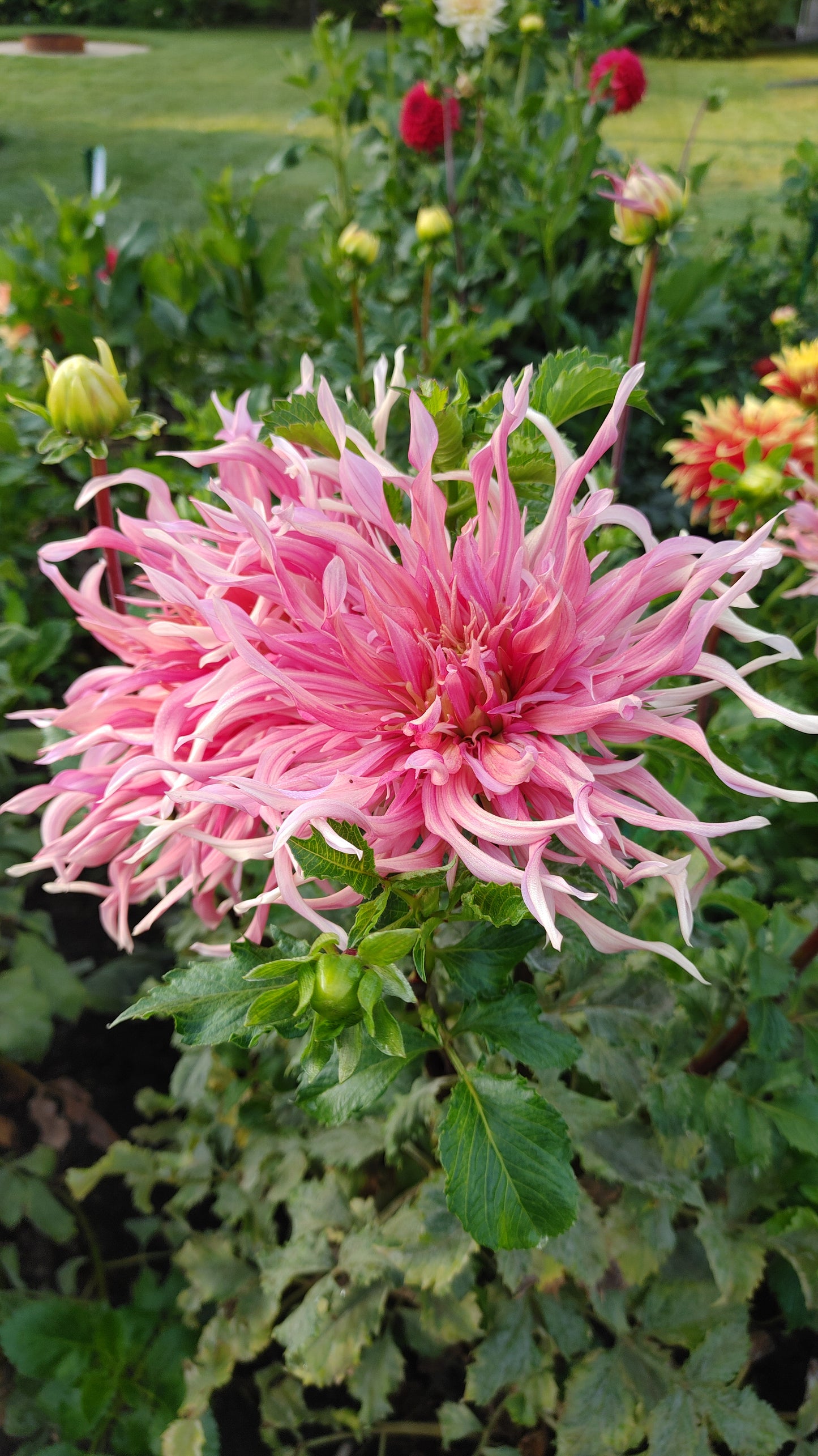 Hollyhill Shaggy Dog