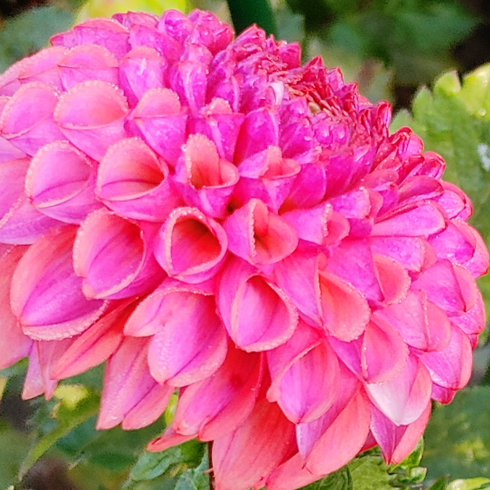 Two pink flowers with green leaves in the background