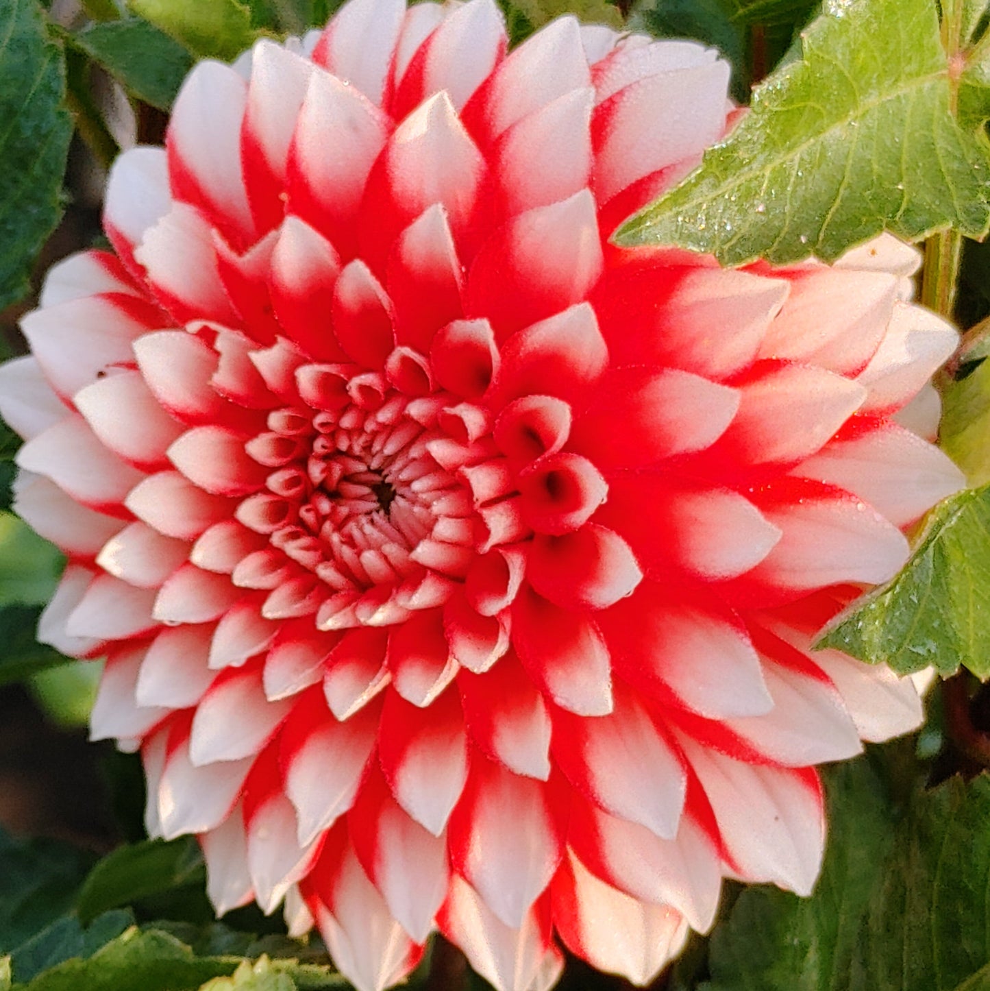 Close-up of a red and white flower with green leaves in the background