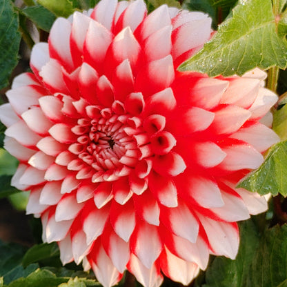 Close-up of a red and white flower with green leaves in the background