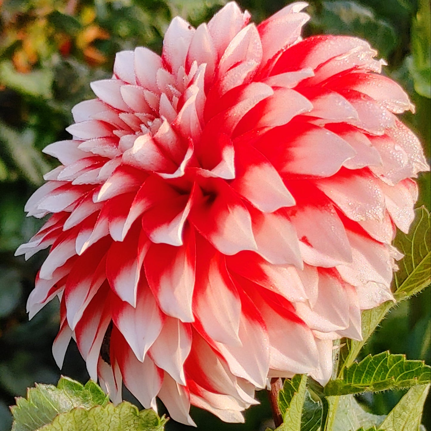 Close-up of a red and white flower with green leaves in the background