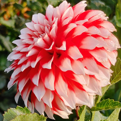 Close-up of a red and white flower with green leaves in the background