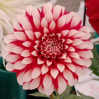 Floral arrangement with red, pink, and white flowers in a green pot on a blurred background.