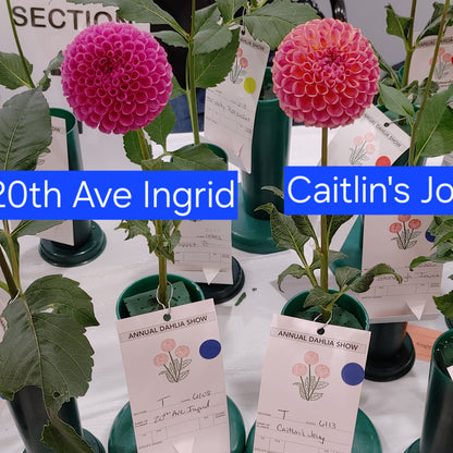 Flower pots with tags labeled '20th Ave Ingrid' and 'Caitlin's Joy' on a white background.