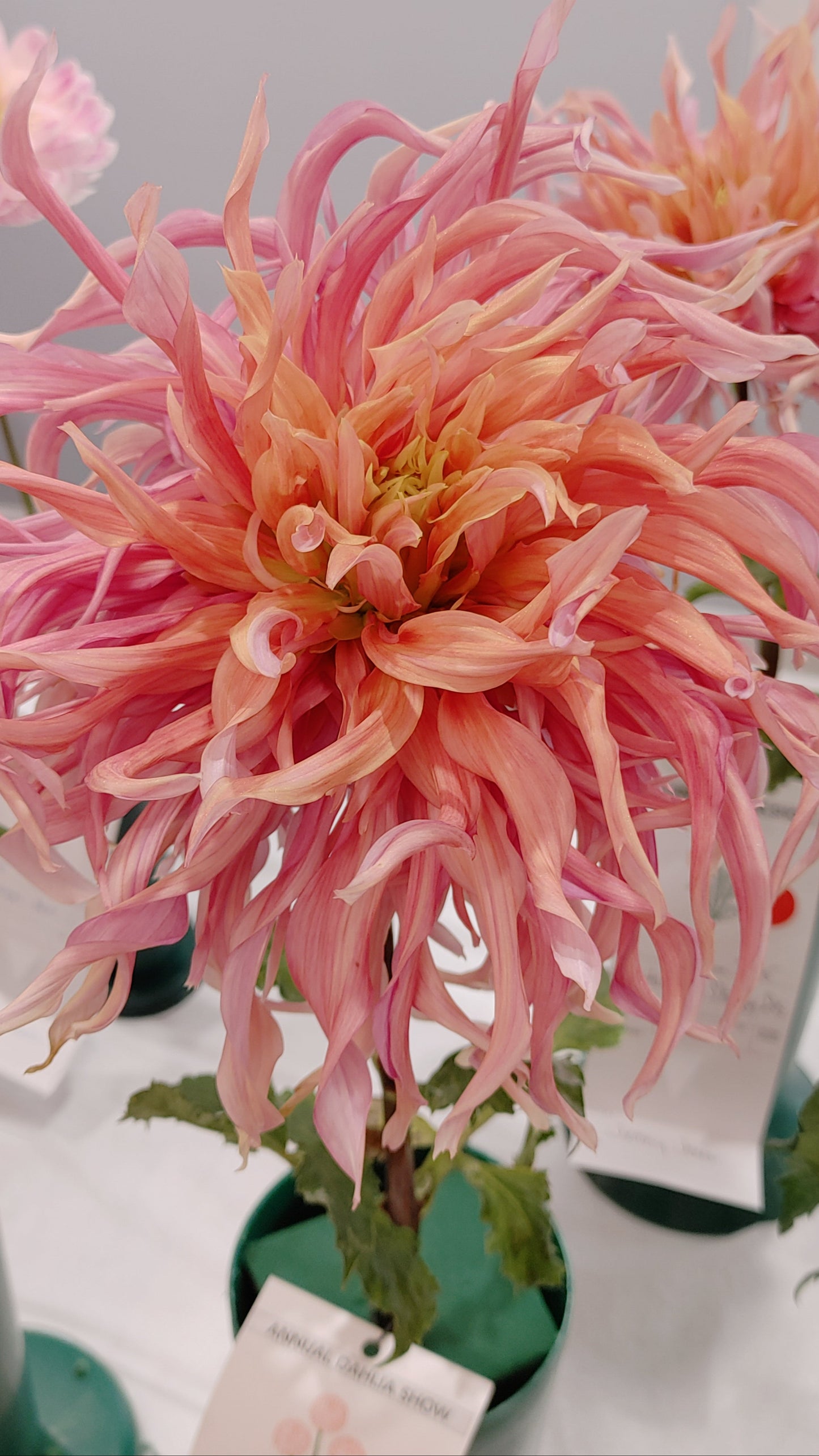 Hollyhill Shaggy Dog