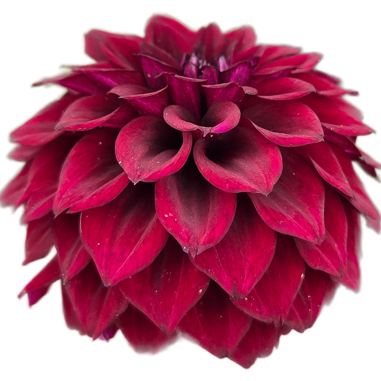 Close-up of a deep red flower with a white background