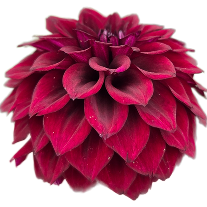 Close-up of a deep red flower with a white background