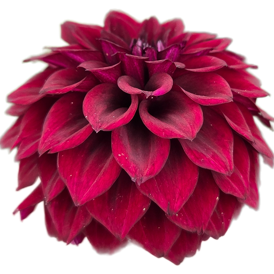 Close-up of a deep red flower with a white background