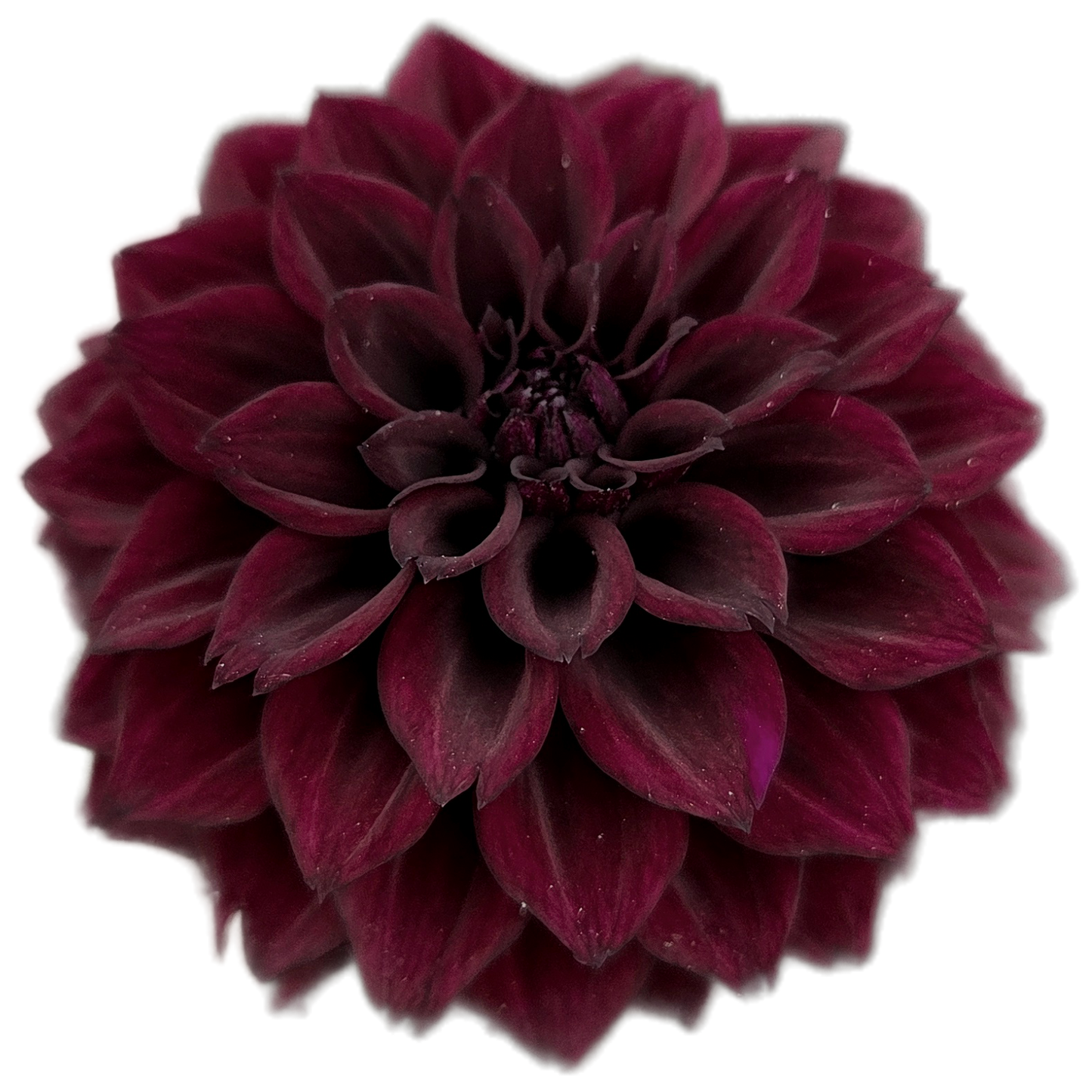 Dark purple flower on a white background