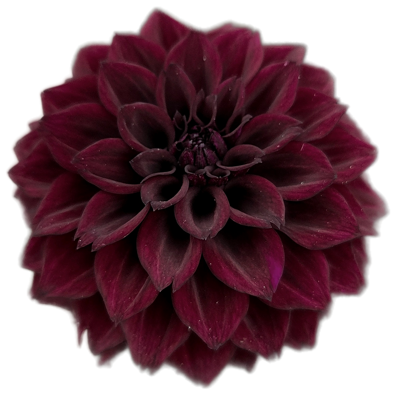 Dark purple flower on a white background