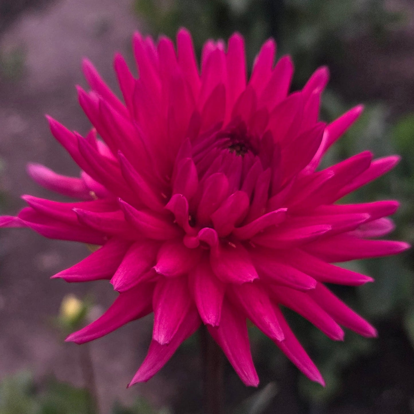 A close-up of a bright magenta-pink dahlia flower in full bloom, set against a blurred garden background with green foliage and a brown path.