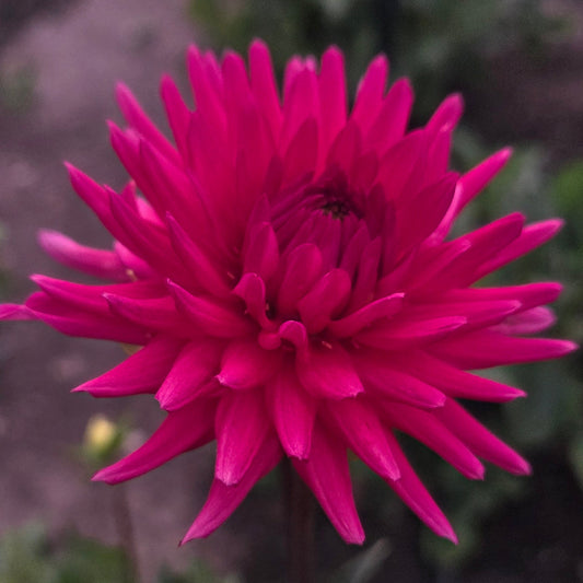 A close-up of a bright magenta-pink dahlia flower in full bloom, set against a blurred garden background with green foliage and a brown path.