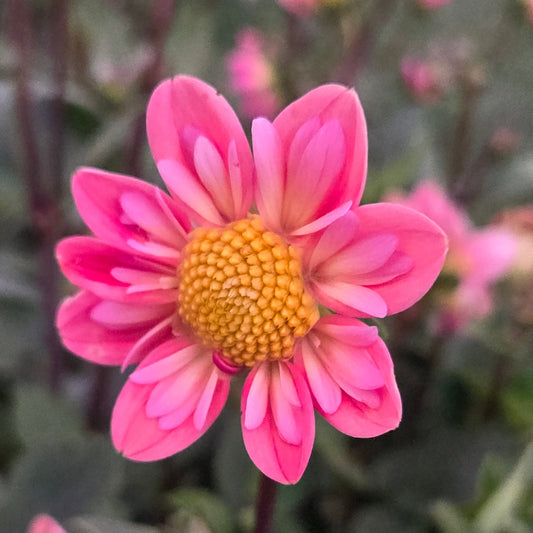 micro collarette dahlia for sale