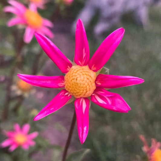 A close-up shot of a bright pink dahlia flower with a yellow-orange center, set against a blurred garden background with other flowers and green foliage.