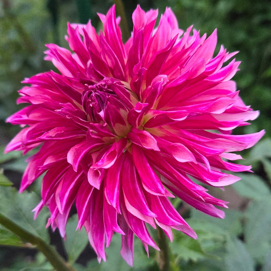 A close-up of a vibrant magenta-pink dahlia flower in full bloom, surrounded by green foliage in a garden setting.