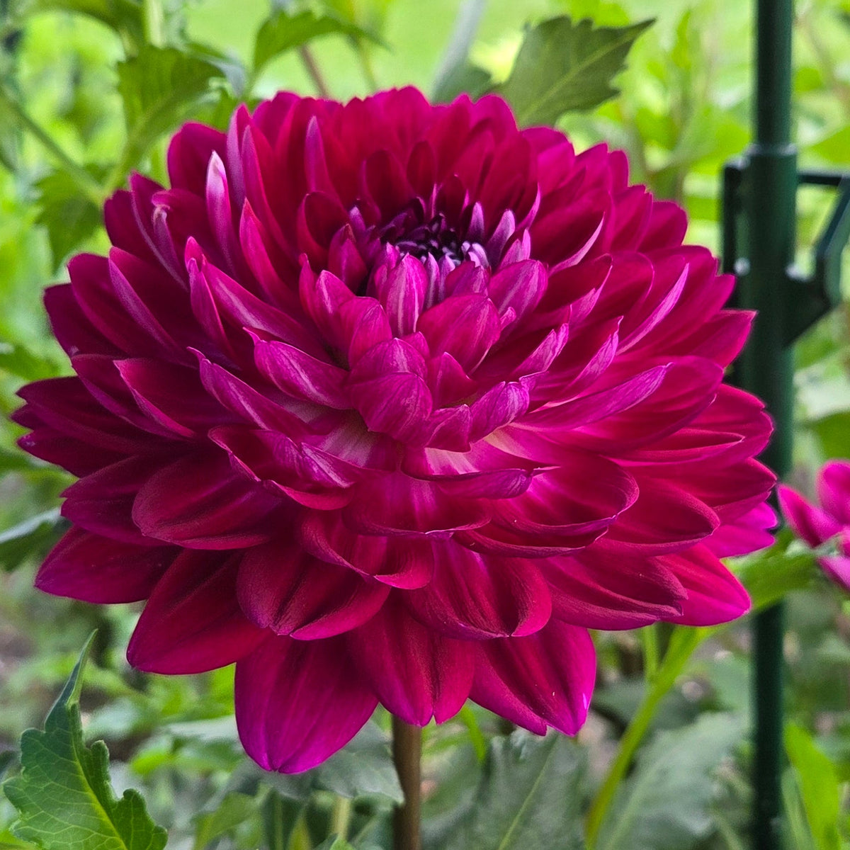A close-up of a vibrant magenta-pink dahlia flower in full bloom, surrounded by green foliage in a garden setting.