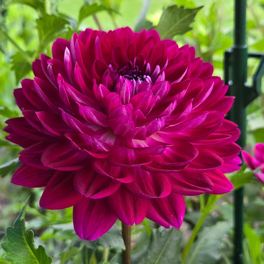 A close-up of a vibrant magenta-pink dahlia flower in full bloom, surrounded by green foliage in a garden setting.