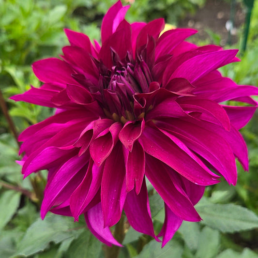 A close-up of a vibrant magenta dahlia flower in full bloom, surrounded by green leaves and a blurred garden background.