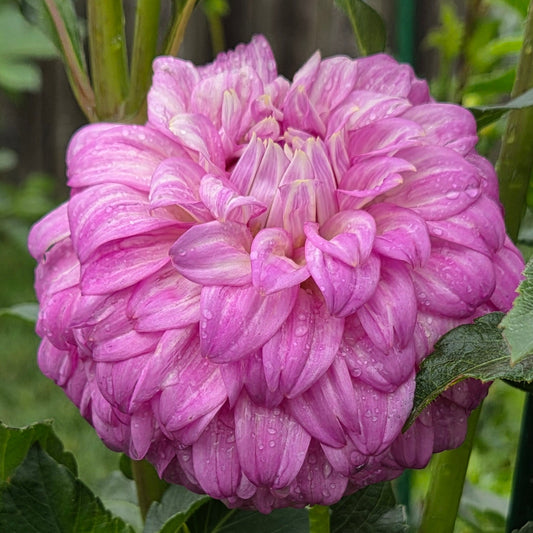 lavender dahlia - Australia introduction bloom - bracken sequel