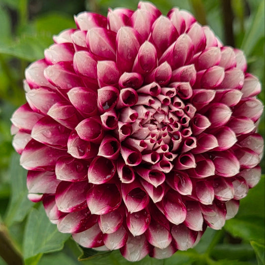 A close-up of a blooming dahlia flower with layered petals in deep pink and white, surrounded by green leaves in a garden setting.