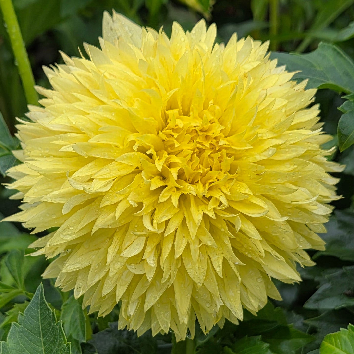 A bright yellow dahlia flower in full bloom surrounded by green foliage.