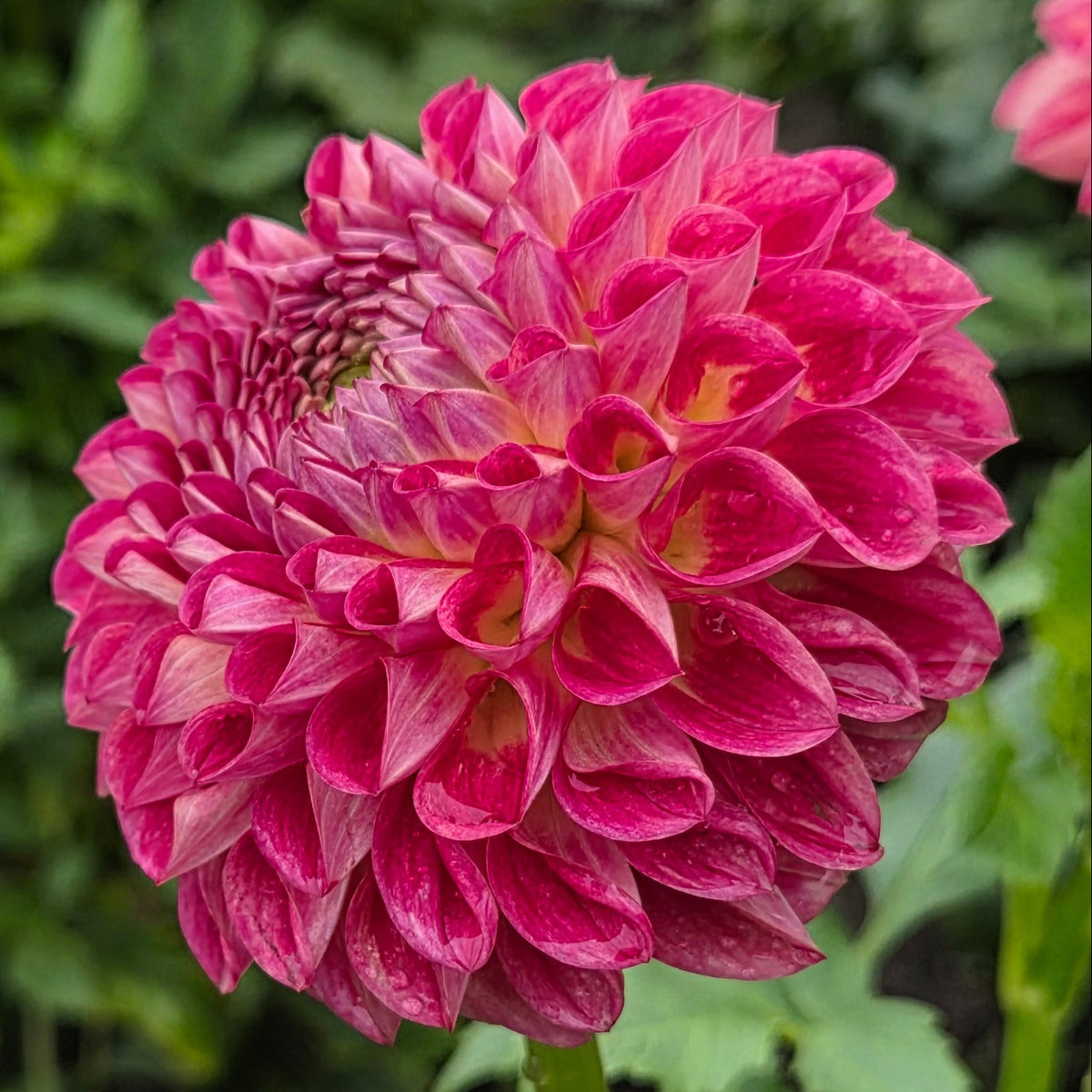 A close-up of a vibrant pink dahlia flower in full bloom, surrounded by green foliage in a garden setting.