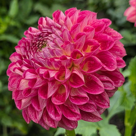 A close-up of a vibrant pink dahlia flower in full bloom, surrounded by green foliage in a garden setting.